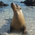 En av en massa sjölejon på den största ön i Galapagos, Isabela.